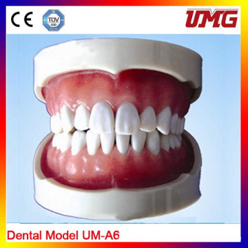 Good Quality Nursing Training Dental Model Teeth Model